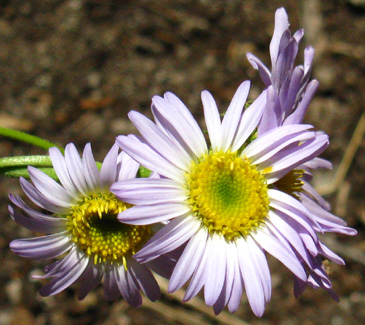 Close up of Daisy in Mokelumne Wilderness on the North Flank of Mount Reba
